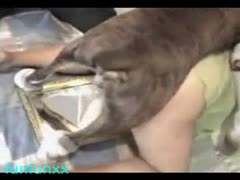 A teen with a dog on a hot animal porn tube